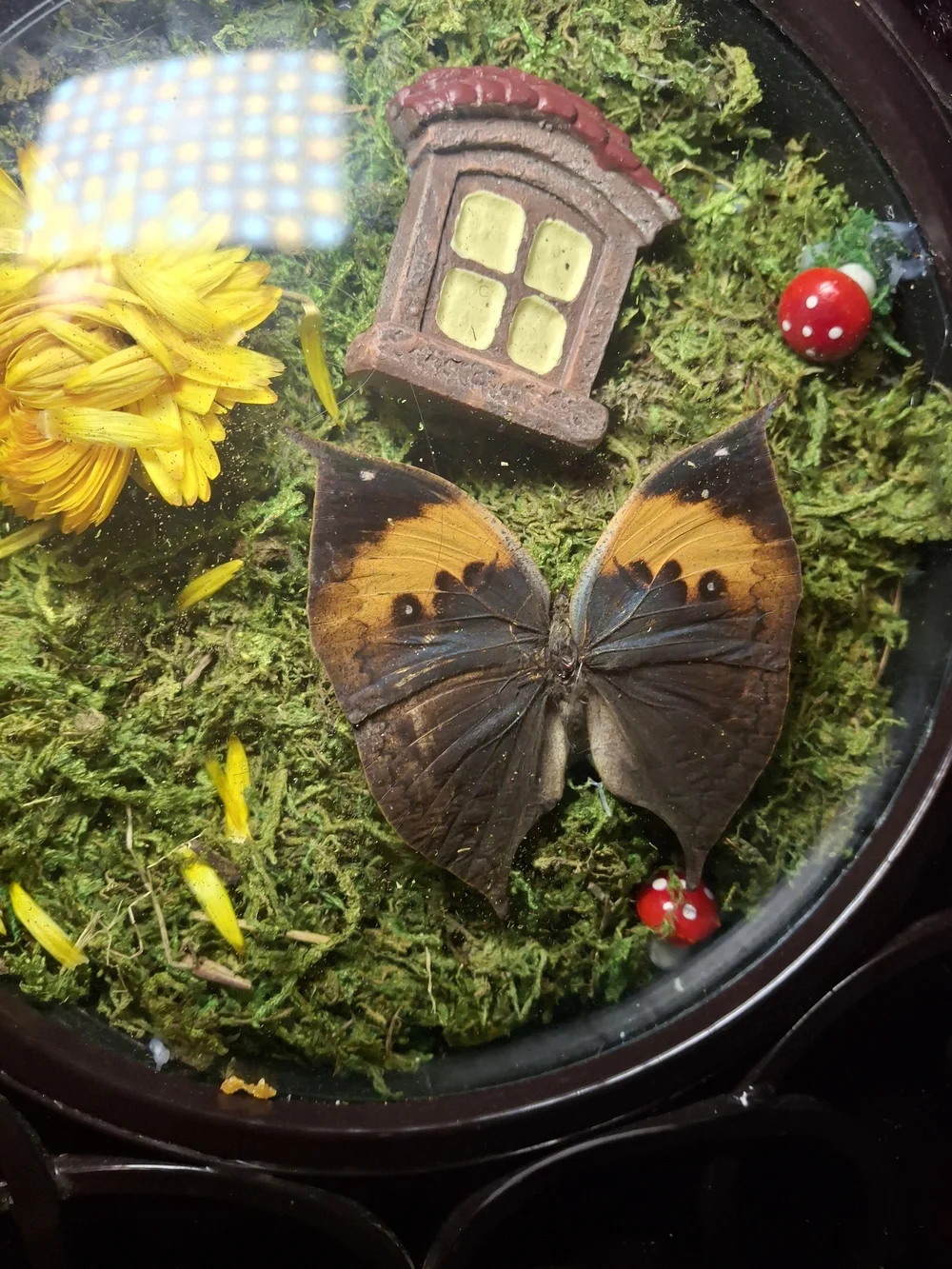 Whimsical Butterfly Terrarium Wall Art - Yellow & Green